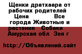 Щенки дратхаара от рабочих родителей › Цена ­ 22 000 - Все города Животные и растения » Собаки   . Амурская обл.,Зея г.